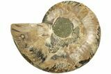 Cut & Polished Ammonite Fossil (Half) - Madagascar #206766-1